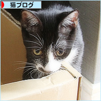 お金のかからない子猫たち_a0389088_10400848.jpg