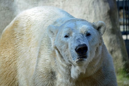 イギリス ヨークシャー野生動物公園のヴィクトル Victor が亡くなる 偉大なる男 の突然の訃報 Polarbearology Conjectaneum イギリス ヨークシャー野生動物公園のヴィクトル Victor が亡くなる 偉大なる男 の突然の訃報 Polarbearology Conjectaneum