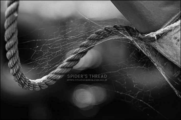 蜘蛛の糸_f0100215_19055295.jpg