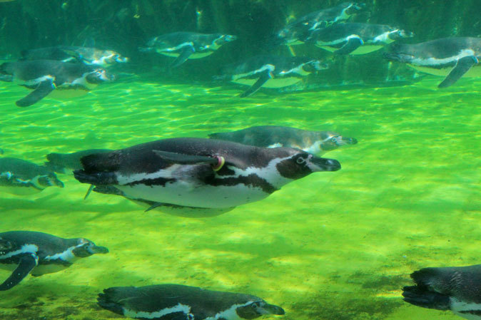 圧巻！フンボルトペンギンの群れ！！（葛西臨海水族園） : 続々