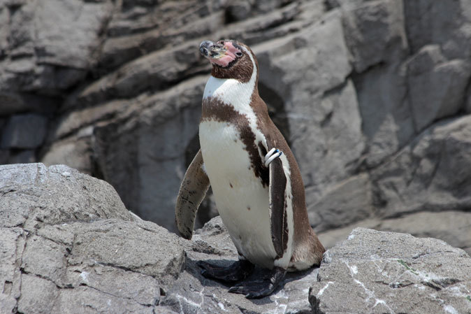 圧巻 フンボルトペンギンの群れ 葛西臨海水族園 続々 動物園ありマス 圧巻 フンボルトペンギンの群れ 葛西臨海水族園 続々 動物園ありマス