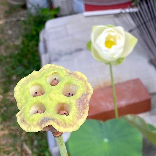 蓮の花托 ハチスとも言う 節約ミニ盆栽記