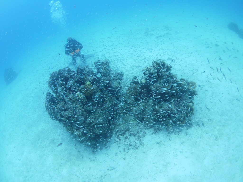青い海は気持ちイイね~♪_a0189838_18375348.jpg