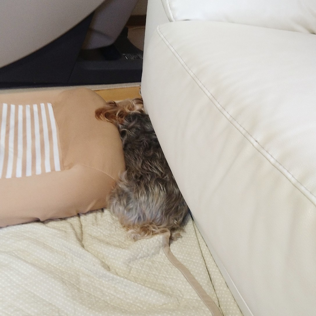 挟まる犬 私の暮らし 私のおうち 2