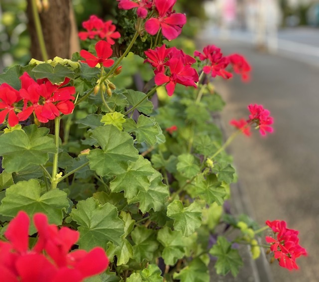 walking 暑さが少し和らいだ朝に♪_a0165160_10042069.jpg