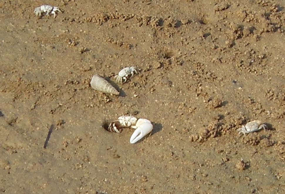野呂川河口のハクセンシオマネキ_e0175370_16341467.jpg