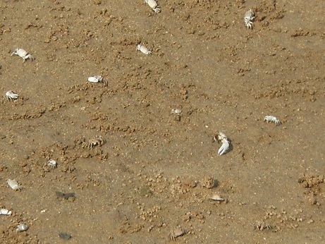 野呂川河口のハクセンシオマネキ_e0175370_16353001.jpg