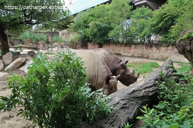 2020年7月 天王寺動物園 その2 フンボ換羽中_a0052986_7471267.jpg