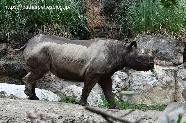 2020年7月 天王寺動物園 その2 フンボ換羽中_a0052986_7494195.jpg