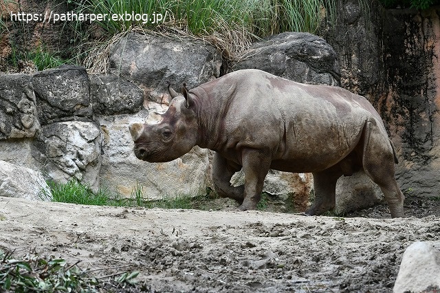 2020年7月 天王寺動物園 その2 フンボ換羽中_a0052986_75079.jpg