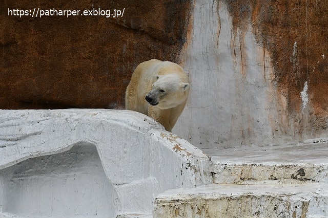 2020年7月 天王寺動物園 その2 フンボ換羽中_a0052986_753989.jpg