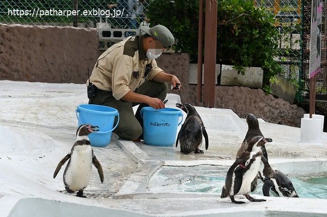 2020年7月 天王寺動物園 その2 フンボ換羽中_a0052986_7554959.jpg