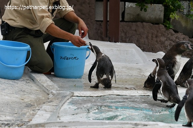 2020年7月 天王寺動物園 その2 フンボ換羽中_a0052986_7561286.jpg
