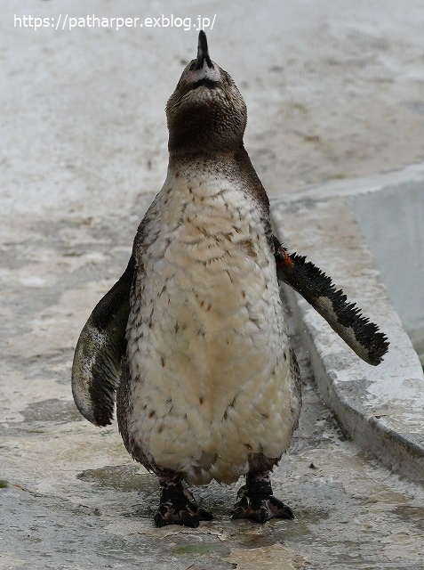 2020年7月 天王寺動物園 その2 フンボ換羽中_a0052986_7581077.jpg
