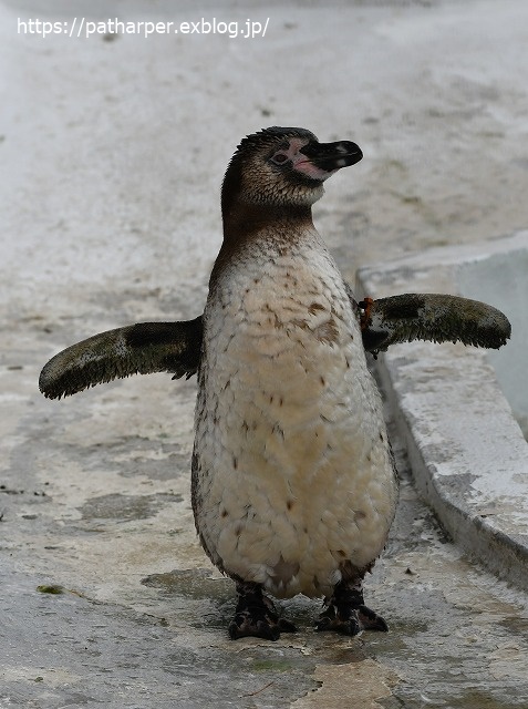 2020年7月 天王寺動物園 その2 フンボ換羽中_a0052986_7583277.jpg