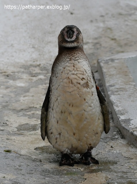 2020年7月 天王寺動物園 その2 フンボ換羽中_a0052986_7584685.jpg