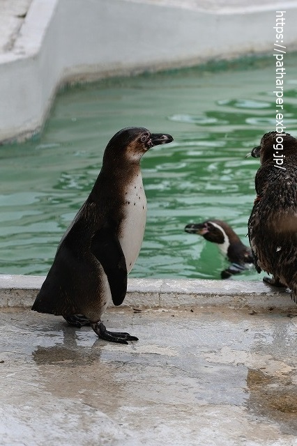 2020年7月 天王寺動物園 その2 フンボ換羽中_a0052986_7593747.jpg