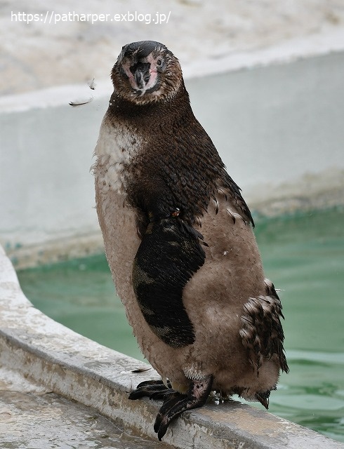 2020年7月 天王寺動物園 その2 フンボ換羽中_a0052986_759736.jpg