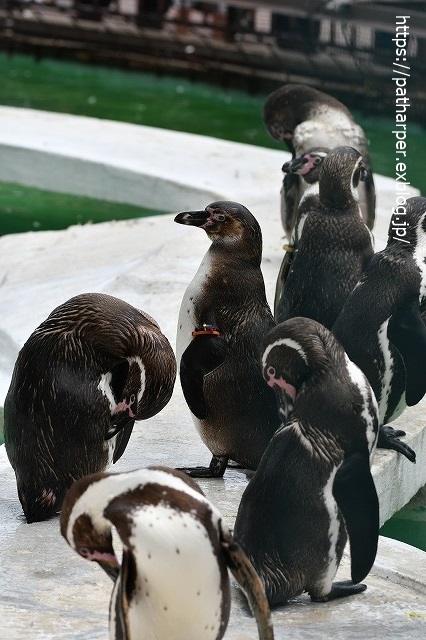 2020年7月 天王寺動物園 その2 フンボ換羽中_a0052986_802155.jpg