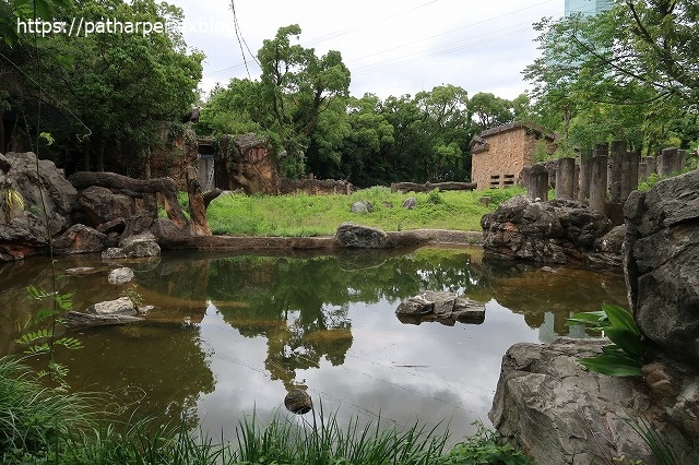 2020年7月 天王寺動物園 その2 フンボ換羽中_a0052986_81114.jpg