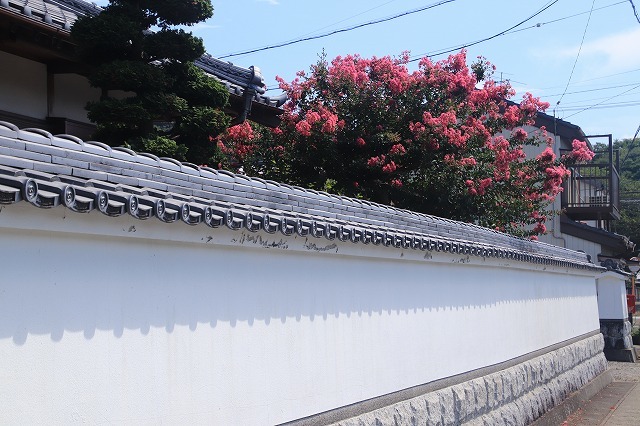 咲き誇る百日紅(撮影:8月22日)_e0321325_10342359.jpg