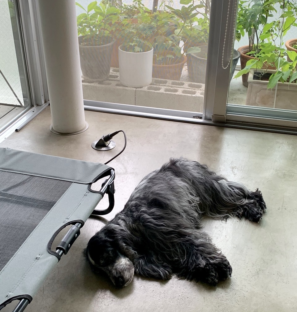 雨上がり。_f0372146_13550510.jpg