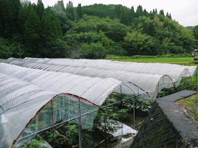 『甘熟いちじく』数量限定、完全予約制大好評発売中!今ならあまりお待たせせずに出荷が可能です!_a0254656_18090509.jpg