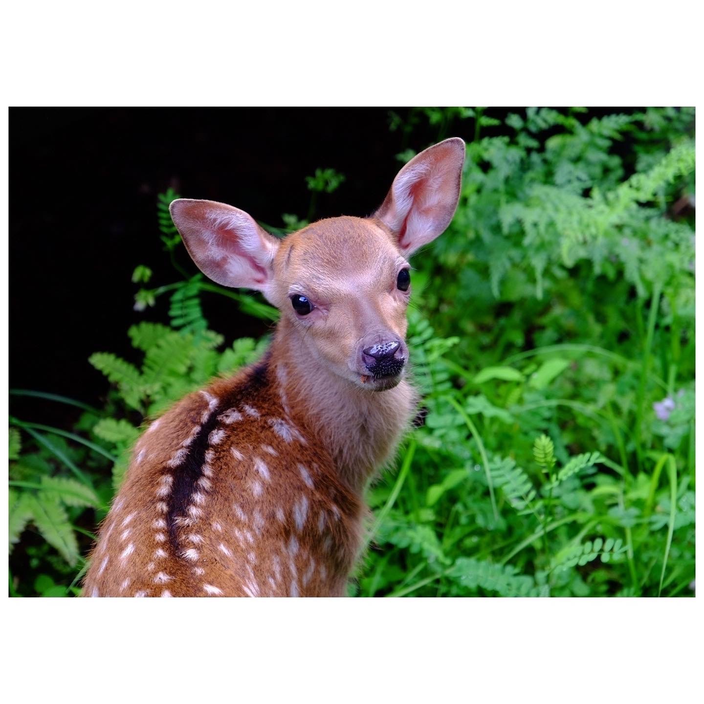 バンビちゃん カエルのバヴァルダージュな時間