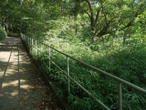 下刈りで六国見山森林公園園路すっきり8・9～20_c0014967_11130685.jpg