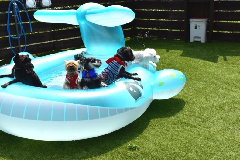 久々のドッグラン クルマとカメラで遊ぶ日々は