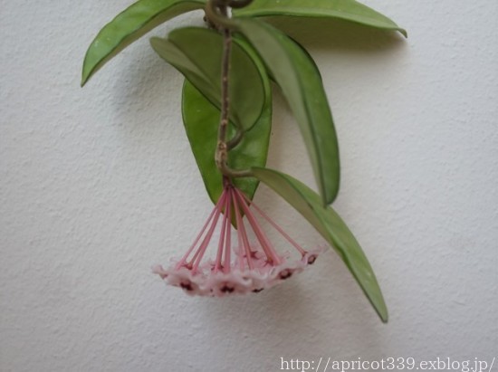 インテリアグリーン ホヤ サクララン の花が咲きました シンプルで心地いい暮らし