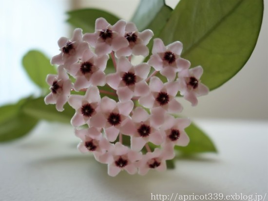 インテリアグリーン ホヤ サクララン の花が咲きました シンプルで心地いい暮らし