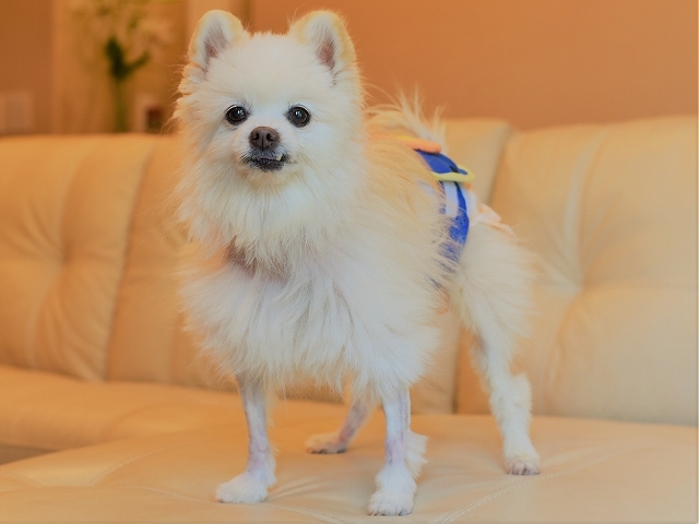 ハッピーの現状を包み隠さず_d0360206_00033843.jpg