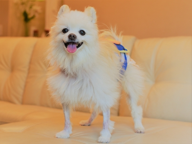 ハッピーの現状を包み隠さず_d0360206_00034202.jpg