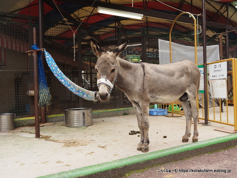 瀬戸内ロバ紀行 その2 池田動物園のマロンくん こらくふぁーむ 瀬戸内ロバ紀行 その2 池田動物園のマロンくん こらくふぁーむ