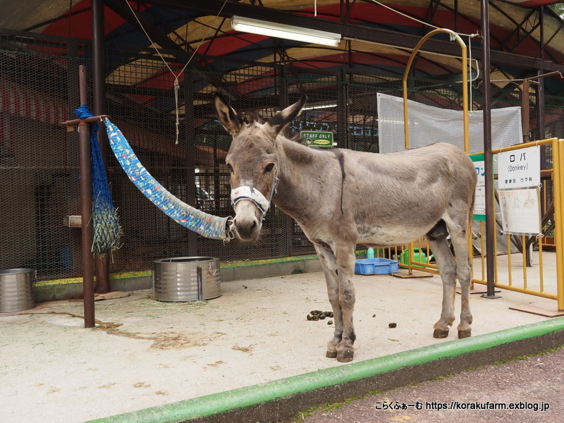 瀬戸内ロバ紀行～その2 池田動物園のマロンくん_c0188824_15173447.jpg