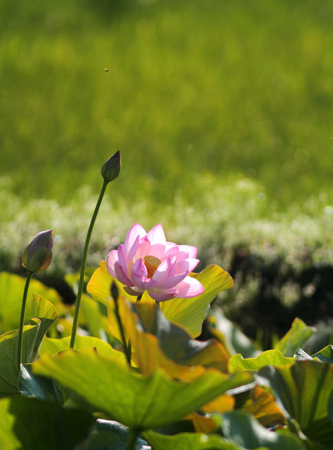 8月24日“蓮”_d0069235_15160819.jpg