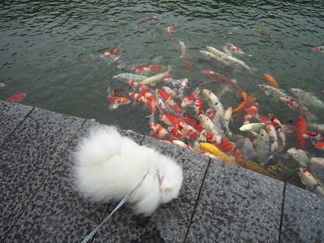 コロナ禍で、この暑さ!_b0177436_21540669.jpg