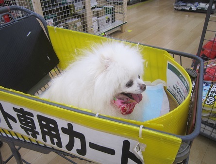 コロナ禍で、この暑さ!_b0177436_21560207.jpg