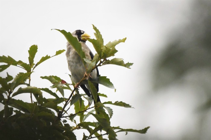 イカル幼鳥 病気を理由にまた 赤いガーベラつれづれの記