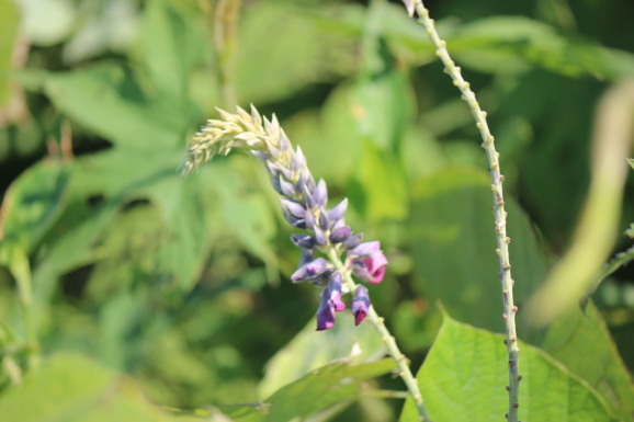 葛の花 クズノハナ ひげ爺の花便り 葛の花 クズノハナ ひげ爺の花便り