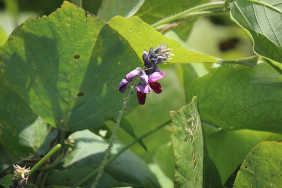 葛の花 クズノハナ ひげ爺の花便り 葛の花 クズノハナ ひげ爺の花便り