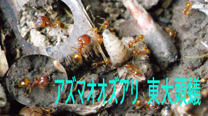 東大頭蟻 東大出の頭をもつエリート蟻かといえばぜんぜん ヒガシのほうの頭のでかいというだけ 北のフィールドノート 東大頭蟻 東大出の頭をもつエリート蟻かといえばぜんぜん ヒガシのほうの頭のでかいというだけ 北のフィールドノート