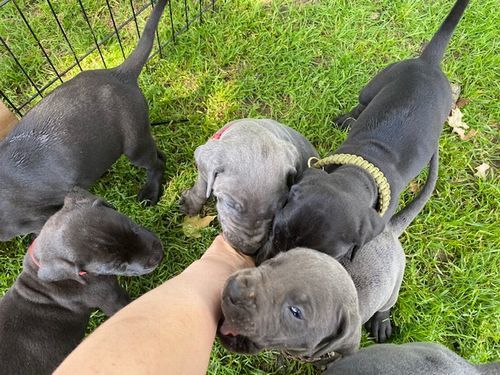 Great dane Puppy\'s_e0203961_09075364.jpg