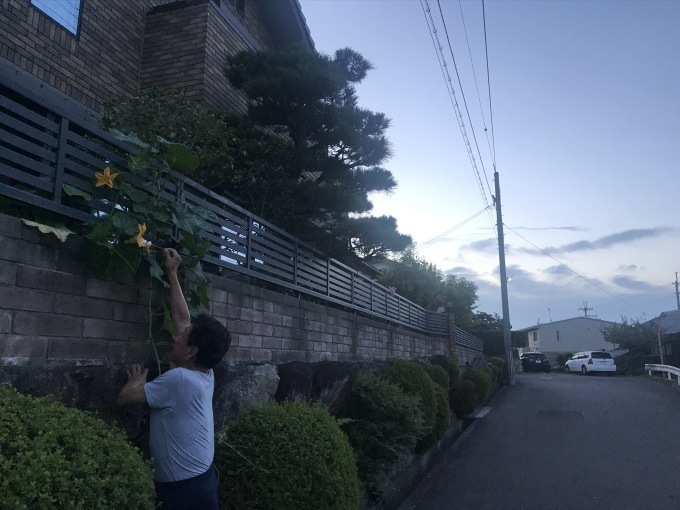 カボチャの受粉をお手伝い_b0100062_04540338.jpeg
