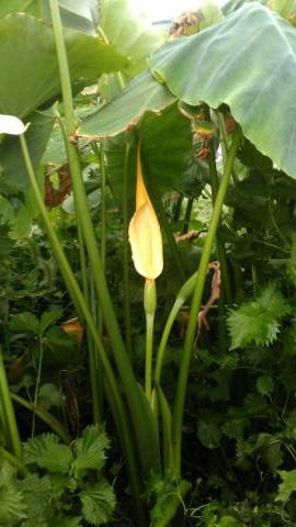 里芋の花 素人百姓日記 有機無農薬野菜作りの記録