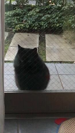 黒猫ノアくんを保護するまで 飼い主のいない猫たち 黒猫ノアくんを保護するまで 飼い主のいない猫たち