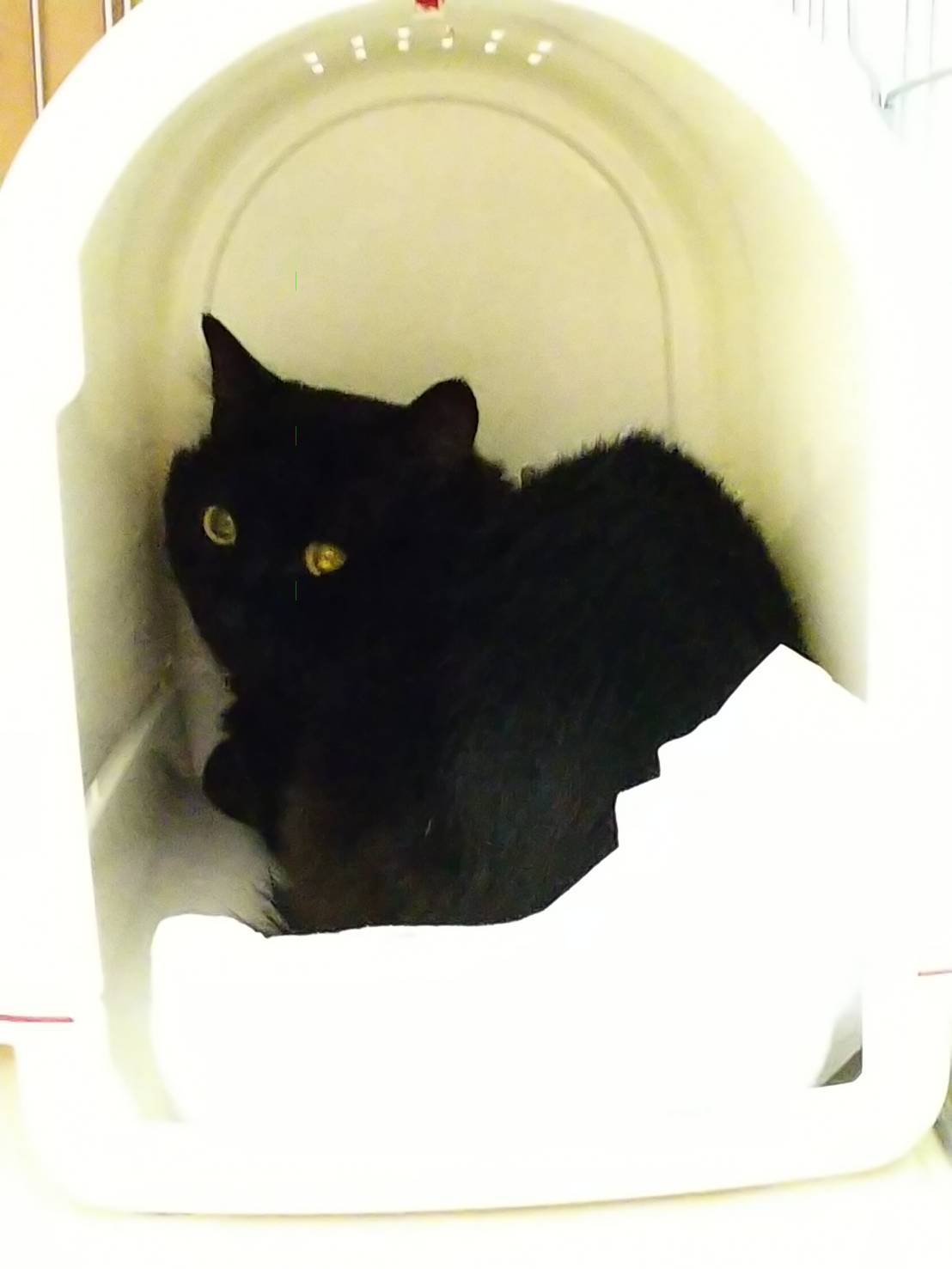 黒猫ノアくんを保護するまで 飼い主のいない猫たち 黒猫ノアくんを保護するまで 飼い主のいない猫たち