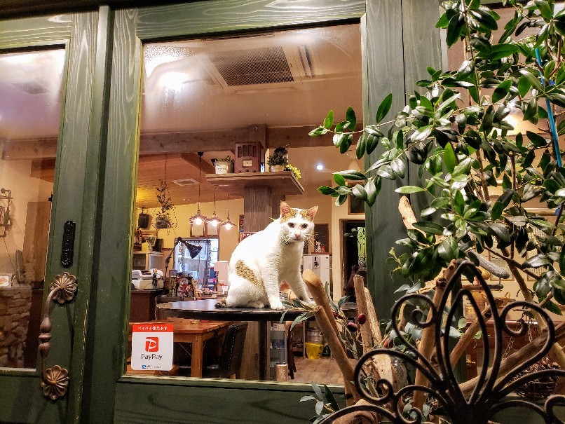Good Bye 猫に優しいカフェ_c0193077_11310431.jpg