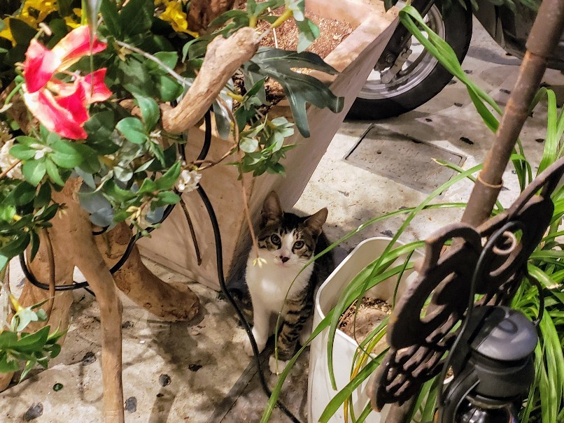 Good Bye 猫に優しいカフェ_c0193077_11310596.jpg